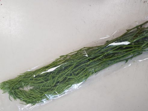 Cha Om, thailaendische Akazienblaetter, 100g