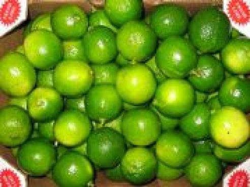 Limette, frisch, nicht gespritzt, Brasilien, pro 1 Stueck