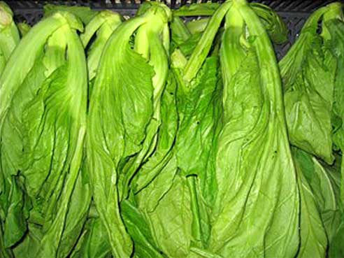 Kai Choi, Senfkohl, 1kg